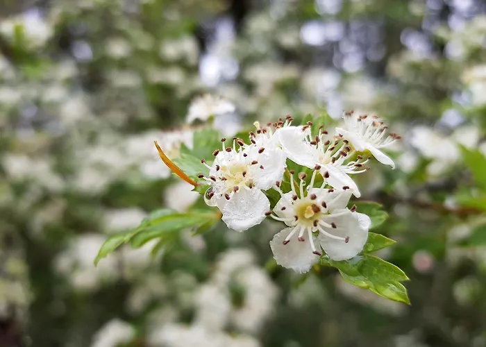Affittacamere Casa Dos Tios 4*