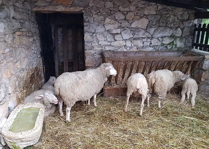 Casa Dos Tios Affittacamere Fatima