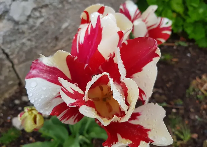 Casa Dos Tios Affittacamere Fatima